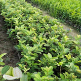 Guava Plant Live, 6-10 Inch Tall, Tropical Guava Tree in 4” Pot for Indoor or Outdoor Growing (White Guava)