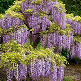 Purple Wisteria Live Plant, Vibrant Purple Flower, 3-5 Inches Tall in 2.5 Inch Pot for Outdoor Planting