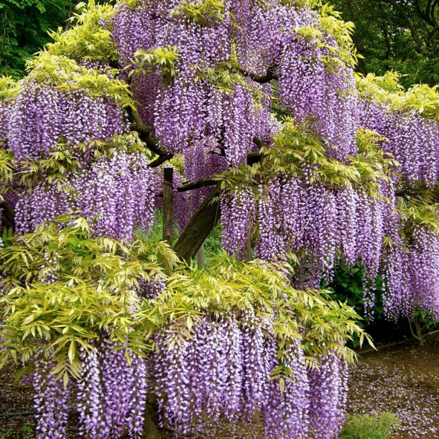 Purple Wisteria Live Plant, Vibrant Purple Flower, 3-5 Inches Tall in 2.5 Inch Pot for Outdoor Planting