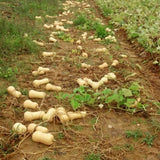 25 Butternut Squash Seeds, Vegetable Seeds for Garden Planting, Squash for Home Growing