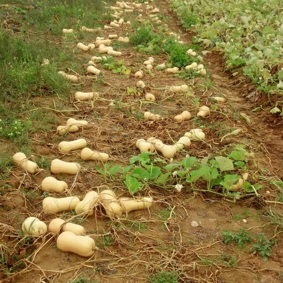 25 Butternut Squash Seeds, Vegetable Seeds for Garden Planting, Squash for Home Growing