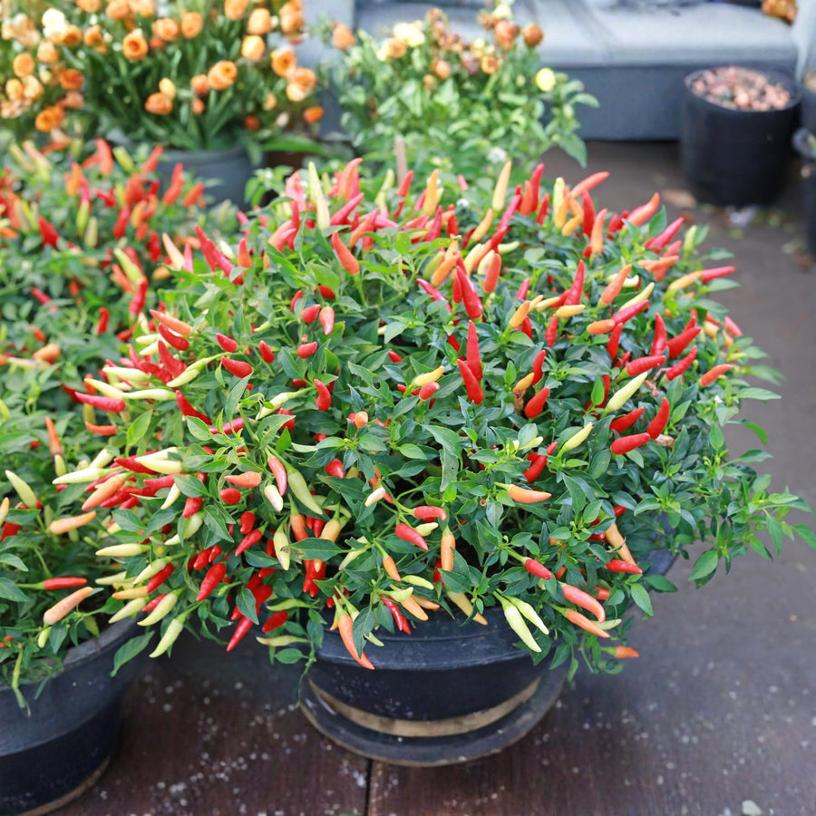 100 Bird Chili Pepper Seeds, Thai Chili Pepper Seeds, Hot Pepper Vegetable Seeds for Outdoor Garden and Indoor Containers