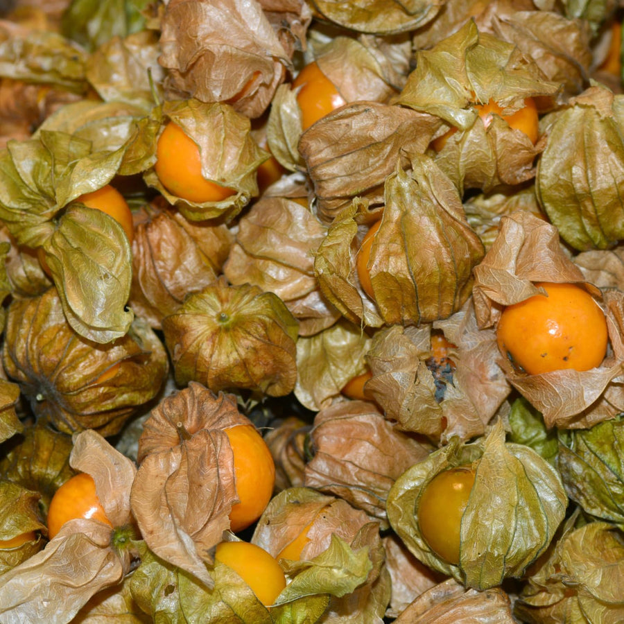 Cape Gooseberry Plant in 4 Inch Pot, Live Golden Berry Ground Cherry Plants, 6-9" Tall Sweet Tropical Fruit Plant, Easy to Grow Plants