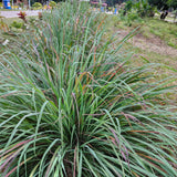 Pack 100 Lemongrass Seeds for Growing, Lemongrass Seeds, Heirloom Culinary Herb, Ready to Grow