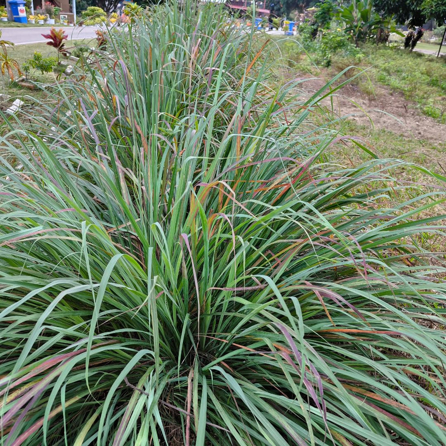 Pack 100 Lemongrass Seeds for Growing, Lemongrass Seeds, Heirloom Culinary Herb, Ready to Grow