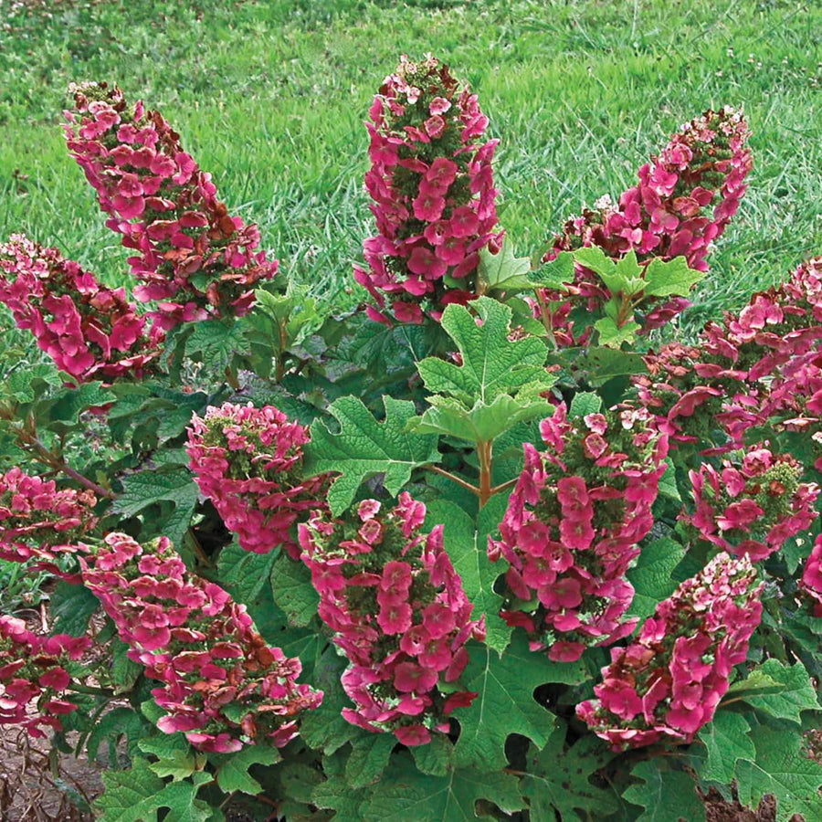 Ruby Hydrangea Plant Live, 4 Inch Pot, 6–12" Tall Cold Hardy Hydrangea Shrub