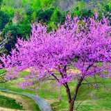 Eastern Redbud Tree Live Plant, 8–14 Inch Tall in Quart Pot, Flowering Redbud Tree for Outdoor Planting