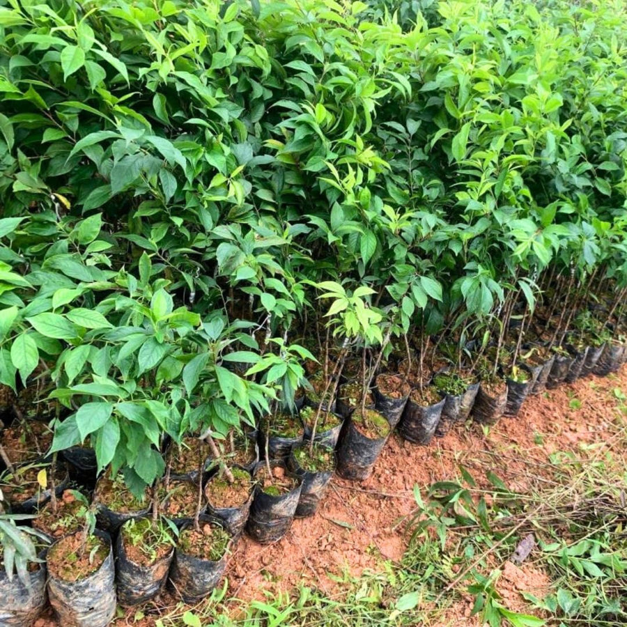 Santa Rosa Plum Tree Live Plant, 2-3 Feet Tall Bareroot, Santa Plum Plant Live for Planting, Rosa Plum Tree Plant