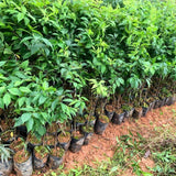 2 American Plum Trees Live Plants, Bareroots, 12 to 18 Inch Height, Plum Plants Live for Planting, Sweet Plum Trees Plants