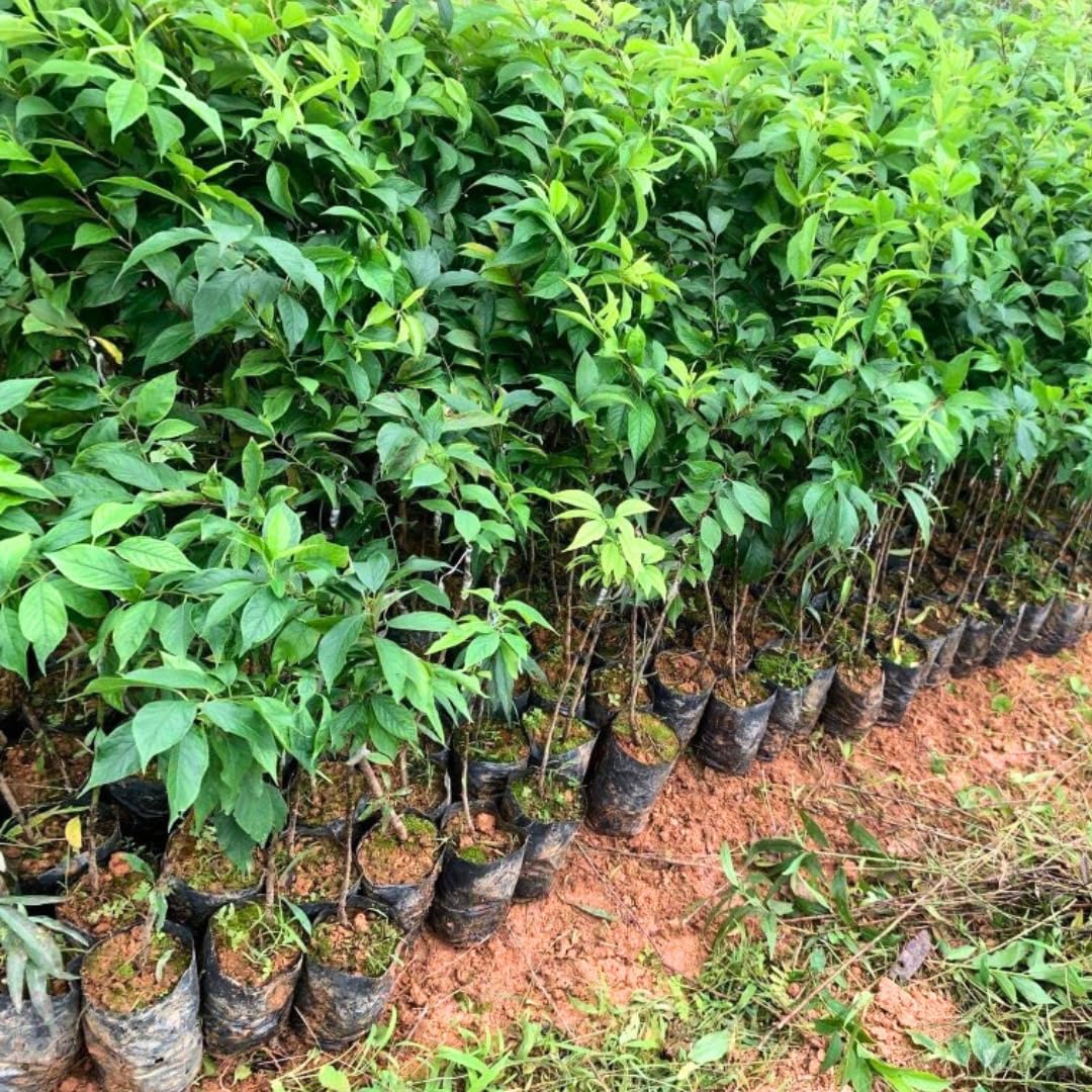 Pack 2 Plum Plants Live for Planting, 18-24 Inch Tall Bareroots, Sweet American Plum Tree Live Plant, Plum Tree Plant Live to Grow Outdoors