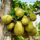 Dwarf Jackfruit Tree Live Plant, Tropical Jackfruit Plant Live, 6-8" Tall, 4 Inch Pot
