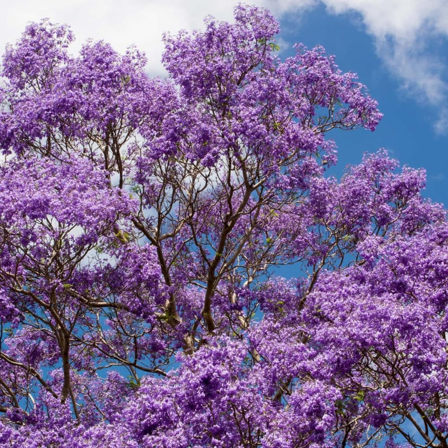 Large Jacaranda Tree Plant Live, 3-6 Inc Tall, Jacaranda Bonsai Tree, Live Jacaranda Plant for Landscaping, Vibrant Purple Blooms, 1 Year Old