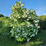 Live Viburnum Bush in 4 Inch Pot, Hardy Flowering Shrub for Outdoor Garden, Landscape or Hedge (Old Fashioned)