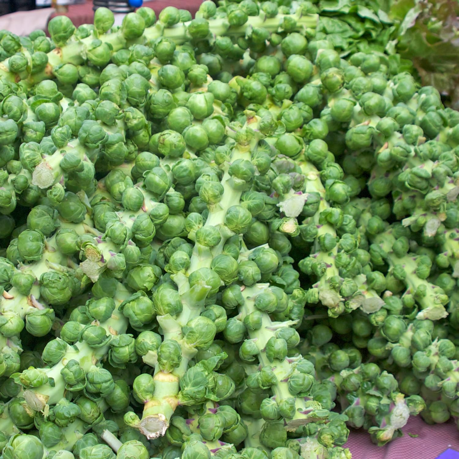 Brussel Sprouts Live Plant in 4″ Pot, Well Rooted Brussel Sprouts Plants, Vegetable for Garden or Container Planting