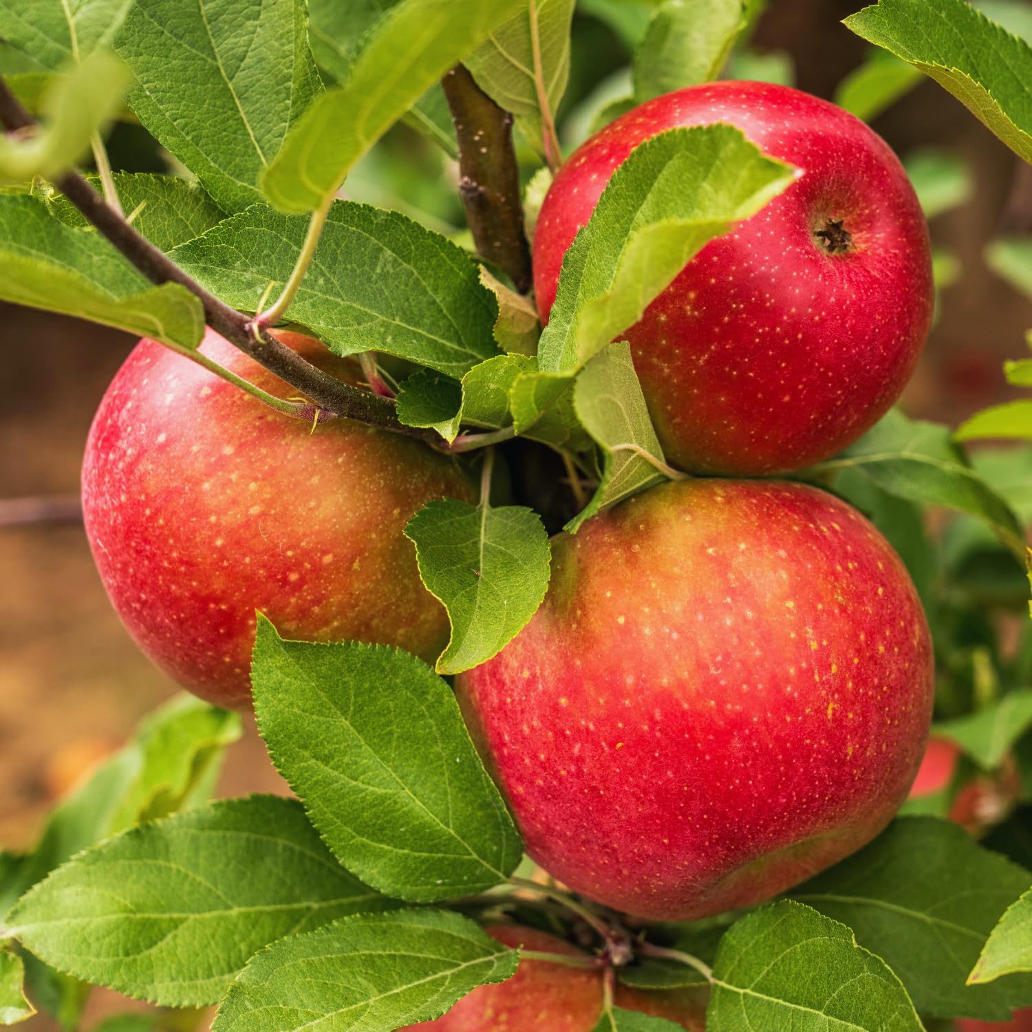 Apple Tree Live Plant, 2-3 Feet Tall, Sweet Apple Fruit Tree Plant, Apple Plant Live for Growing Backyard Orchard