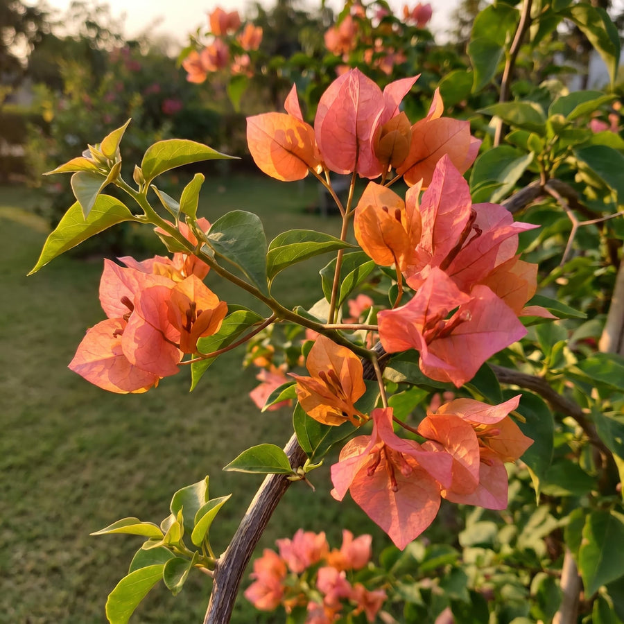 2 Trailing Bougainvillea Plants Live, Hardy Flowering Bougainvillea Plants for Hanging Basket, Container Growing, 4-8 Inches Tall (Pink Orange)