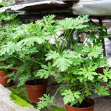 2PPP Citronella Live Plant, Citronella Herb Plant, 4-6 Inches Tall, Plant for Containers, Patios and Garden Growing