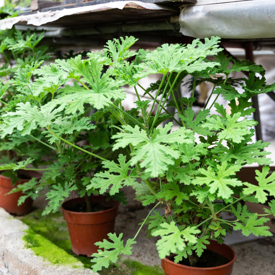 2PPP Citronella Live Plant, Citronella Herb Plant, 4-6 Inches Tall, Plant for Containers, Patios and Garden Growing