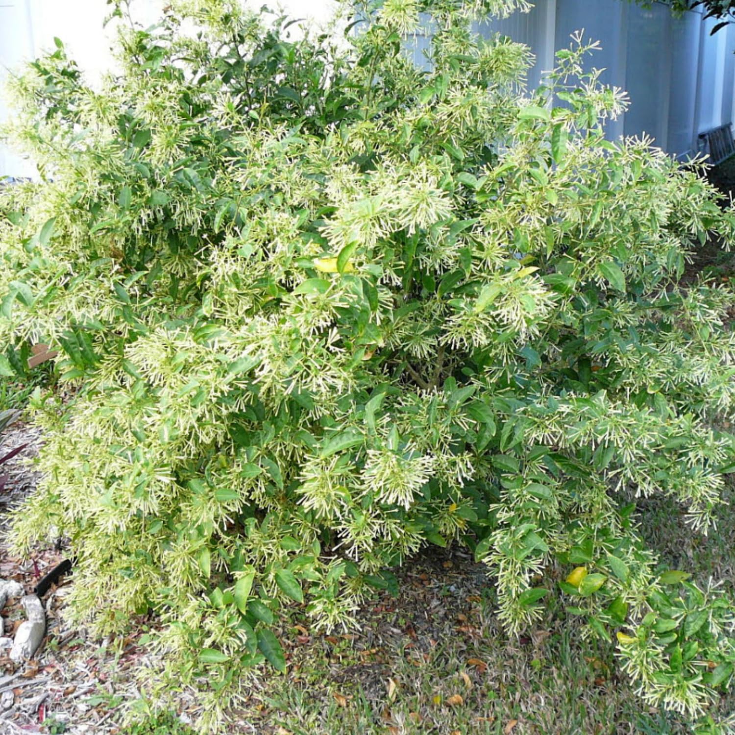Jasmine Plant Live, White Fragrant Jasmine Flowering Vine, 4-7 Inches, Flowers for Home Garden, Balcony, Trellis (Night Blooming Jasmine)