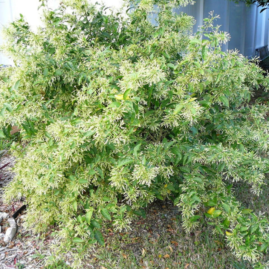 Jasmine Plant Live, White Fragrant Jasmine Flowering Vine, 4-7 Inches, Flowers for Home Garden, Balcony, Trellis (Night Blooming Jasmine)