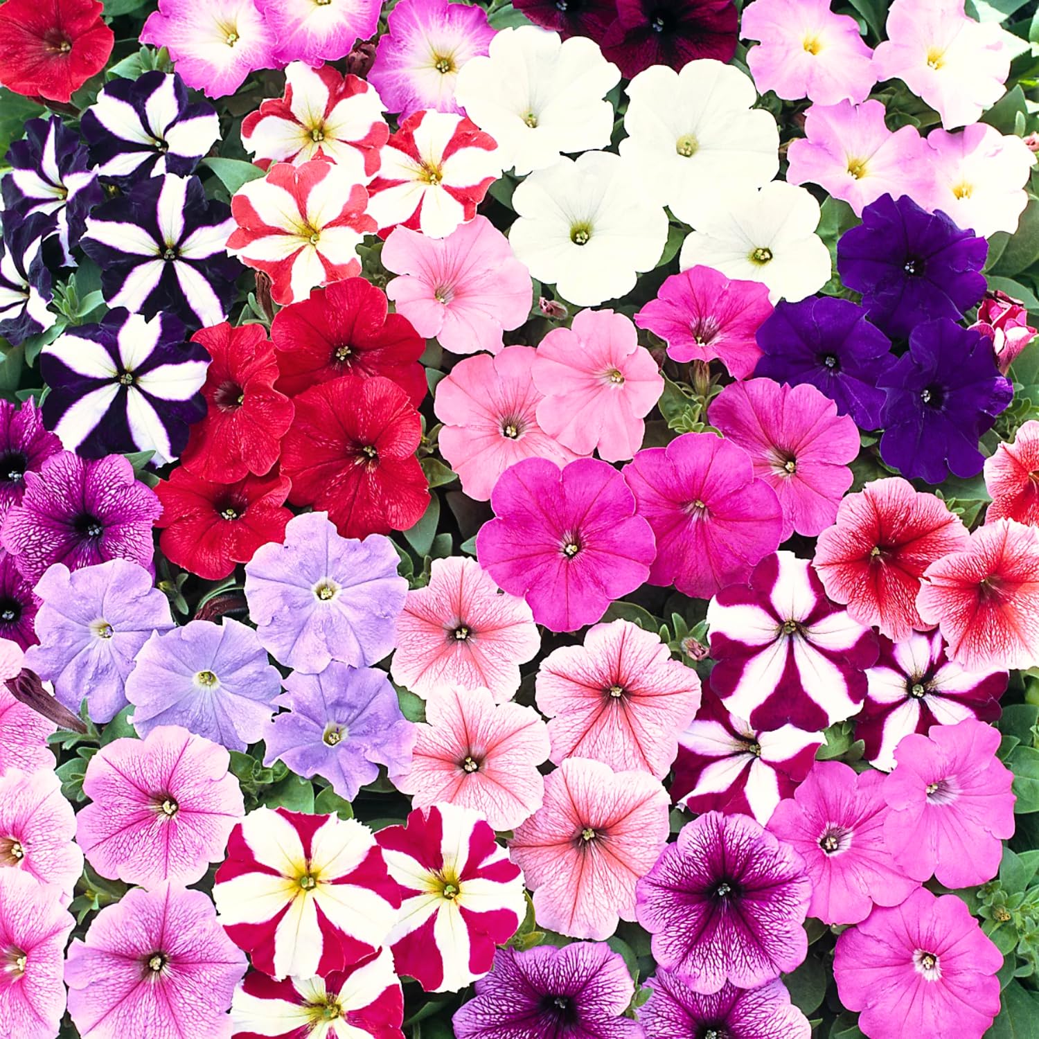 2 Petunia Plants Live, Vibrant Flowering Seedlings, 5-9 Inches Tall for Outdoor Spaces, Petunia Flowers (Random Petunia Plant)