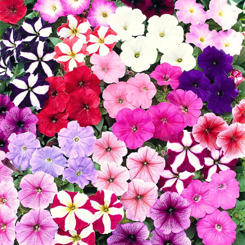 2 Petunia Plants Live, Vibrant Flowering Seedlings, 5-9 Inches Tall for Outdoor Spaces, Petunia Flowers (Random Petunia Plant)