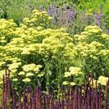 2 Yarrow Plants Live, 4 to 6 Inc Tall, Yellow Yarrow Flower Live Plant Bare Roots, Perennial Flower Gardening