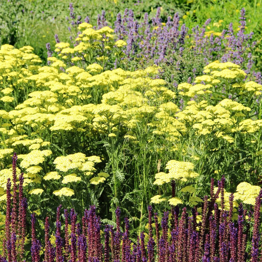 2 Yarrow Plants Live, 4 to 6 Inc Tall, Yellow Yarrow Flower Live Plant Bare Roots, Perennial Flower Gardening