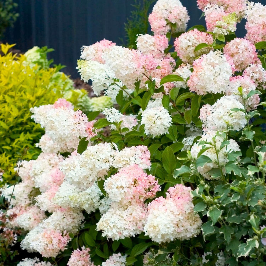 Pink White Hydrangea Live Plant, 2.5 Inch Pot, Color Changing Hydrangea Bush, Hardy Perennial Flowering Shrub, 6-12" Tall