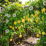 Yellow Passion Fruit Live Plant, 4-8 Inch Tall, Tropical Passion Fruit Vine for Outdoor Garden Planting, No Pot