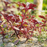 5000 Red Amaranth Seeds for Planting, Tricolor Vegetable Seeds for Garden, Fresh Amaranth Seed for Raised Beds, Containers or Outdoor Growing