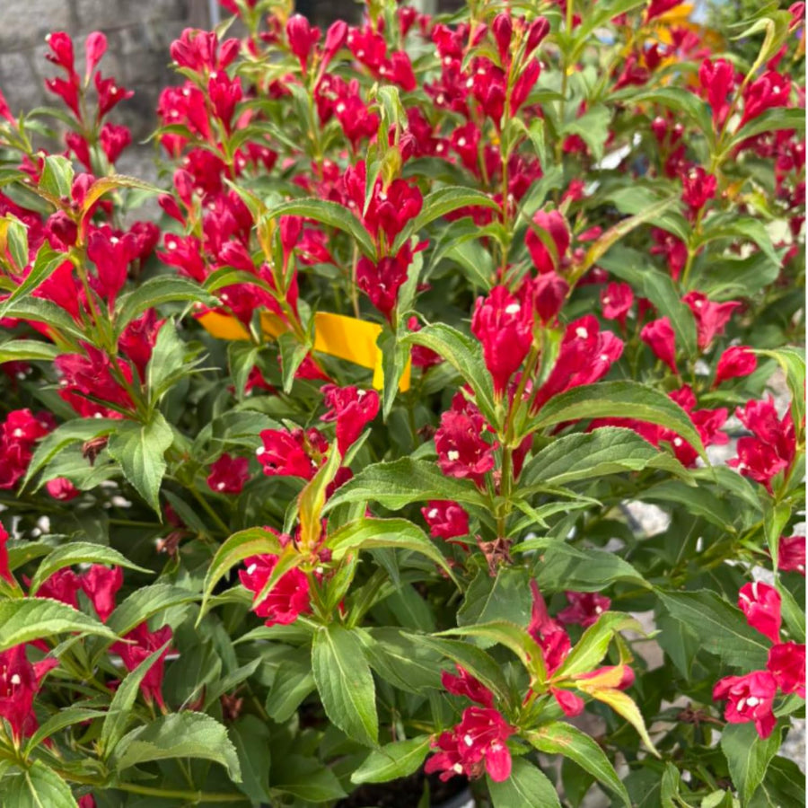 Red Weigela Plant Live, Flowering Weigela Bush, 8-12'' Tall in Quart Pot, Perennial Shrub for Outdoor Planting