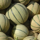 2 Live Hales Melon Plants, Sweet Melon for Planting, Vegetable Plant 4-6 Inches Tall in 4 Inches Pot, Edible Fruit for Garden