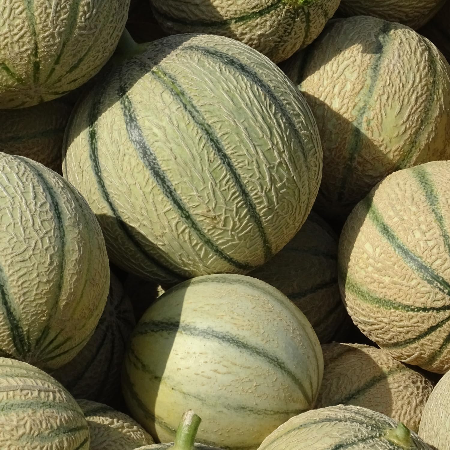 2 Live Hales Melon Plants, Sweet Melon for Planting, Vegetable Plant 4-6 Inches Tall in 4 Inches Pot, Edible Fruit for Garden