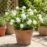 Duke of Tuscany Jasmine Plant in Half Gallon Pot, Fragrant White Jasmine Climbing Vine, Flowering Jasmines for Outdoor Garden