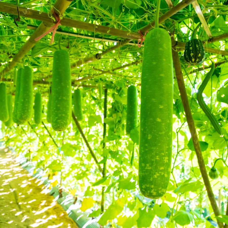 100 Mixed Gourd Seeds for Planting, Assorted Garden Vegetable Seeds, Climbing Vine Plants for Outdoor Garden, Suitable for Trellis Growing