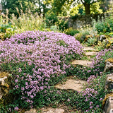 Set 3500 Creeping Thyme Seeds, Creeping Thyme Plants, Thymus serpyllum, Perennial Ground Cover Plants for Outdoor Gardening