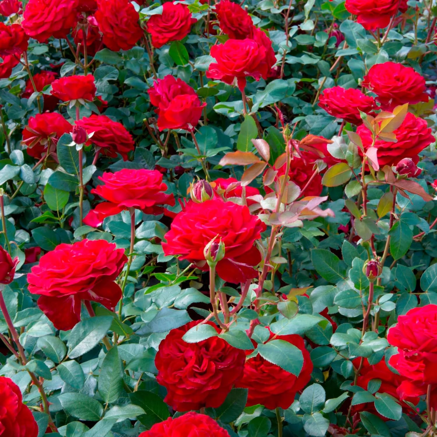 2 Rose Plants Live, Rose Bush Live Plants, Fragrant Rose Flowers, Well Rooted 5-10 Inch Tall, No Pot (Red Rose Plant)