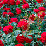 2 Rose Plants Live, Rose Bush Live Plants, Fragrant Rose Flowers, Well Rooted 5-10 Inch Tall, No Pot (Red Rose Plant)