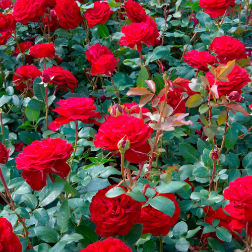 2 Rose Plants Live, Rose Bush Live Plants, Fragrant Rose Flowers, Well Rooted 5-10 Inch Tall, No Pot (Red Rose Plant)