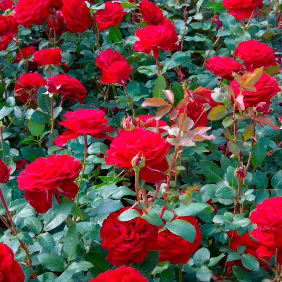 2 Rose Plants Live, Rose Bush Live Plants, Fragrant Rose Flowers, Well Rooted 5-10 Inch Tall, No Pot (Red Rose Plant)