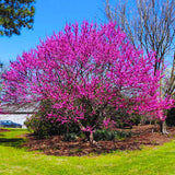 2 Redbud Trees Live Plants Seedlings, Dormant 6 to 14 Inches Tall for Outdoor Blooms, Purple Flowers, American Eastern Red Bud Tree