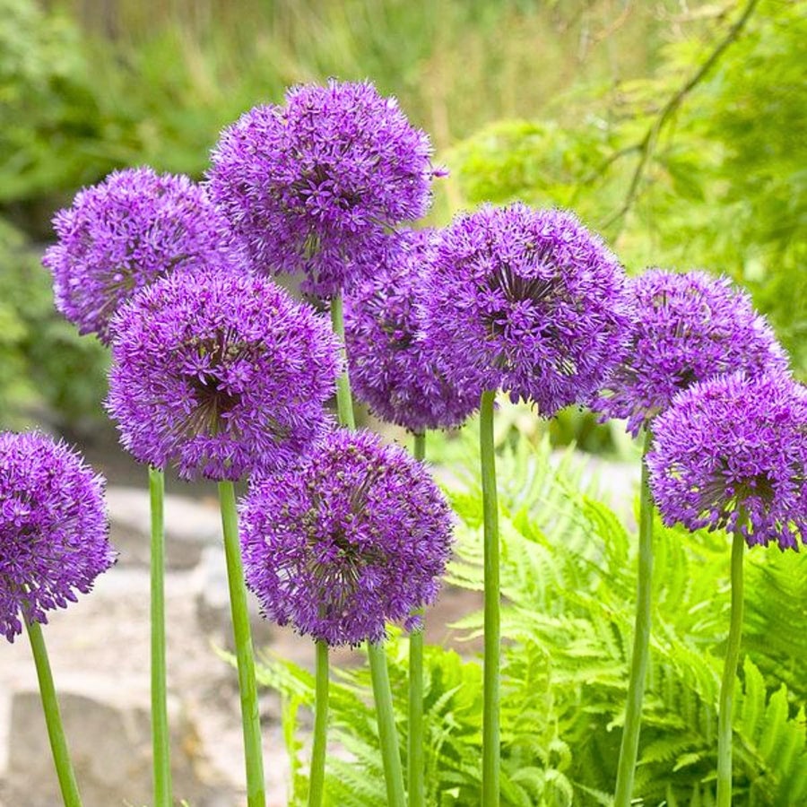 6 Purple Allium Bulbs for Planting, Ornamental Allium Flower Bulbs, Spring Blooming Garden Flowers for Outdoor Growing