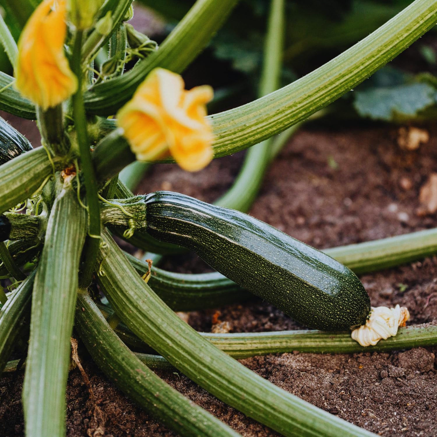 2 Green Zucchini Plants Live, 5-9 Inches Tall, Squash Vegetable Plant for Home Garden, Easy to Plant and High Yields