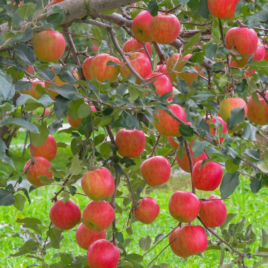 Apple Plant Live, Apple Tree Live Plant Bare Roots, 2 to 3 Feet Tall, Sweet Fruit for Backyard Orchard