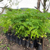 Malunggay Moringa Tree Live Plant, Moringa Oleifera 6–8 Inches Tall in 4 Inch Pot, Drumstick Horseradish Tree for Outdoor Planting