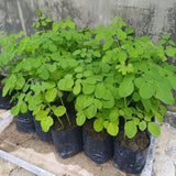Malunggay Moringa Tree Live Plant, Moringa Oleifera 6–8 Inches Tall in 4 Inch Pot, Drumstick Horseradish Tree for Outdoor Planting