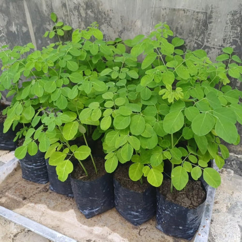 Malunggay Moringa Tree Live Plant, Moringa Oleifera 6–8 Inches Tall in 4 Inch Pot, Drumstick Horseradish Tree for Outdoor Planting