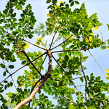 Set 2 Moringa Trees Live Plants, Oleifera Drumstick Trees Live Plants, Moringa Plants, 1 to 2 Feet Tall