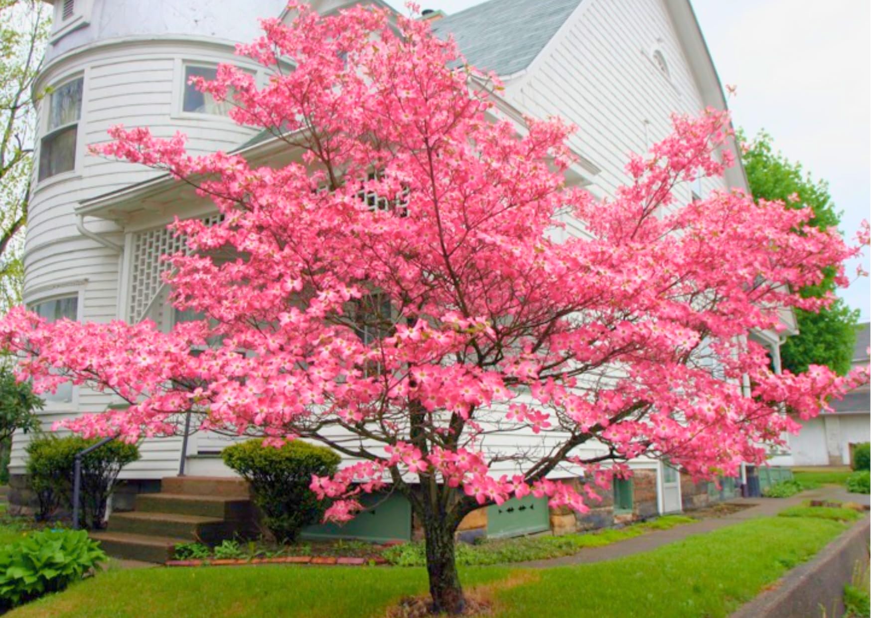 1 Year Old Pink Dogwood Trees Shrubs Bushes, Dormant, 2.5" Pot Dogwood Tree Live Plant for Planting Outside, Flowering Dogwood 6-12" in Tall